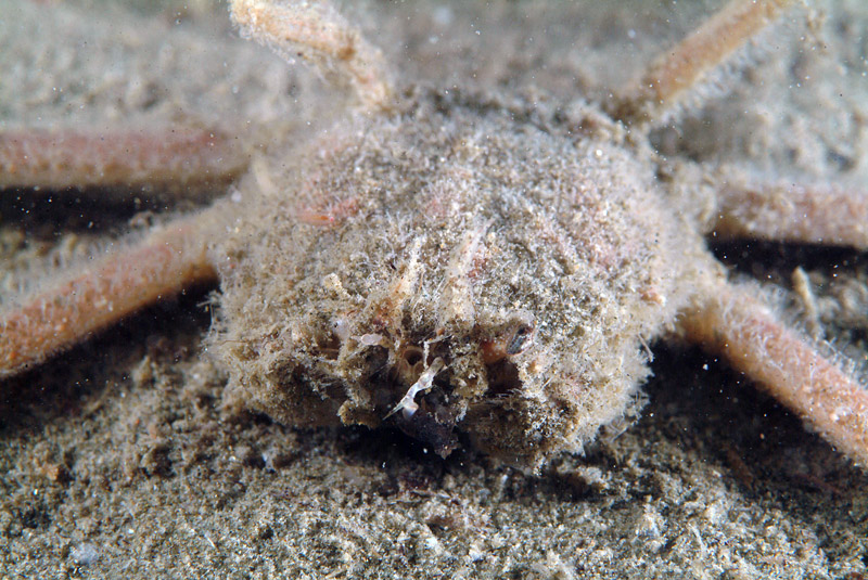 Medorippe lanata